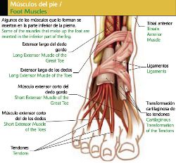 extensor de los pies f adam 1