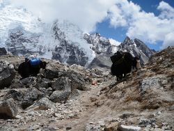 13.08.2013 EverestMarathon yaks en recorrido f Chinotto