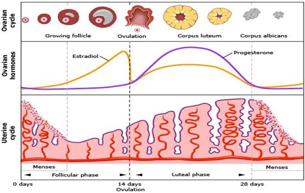 Ciclo menstrual completo