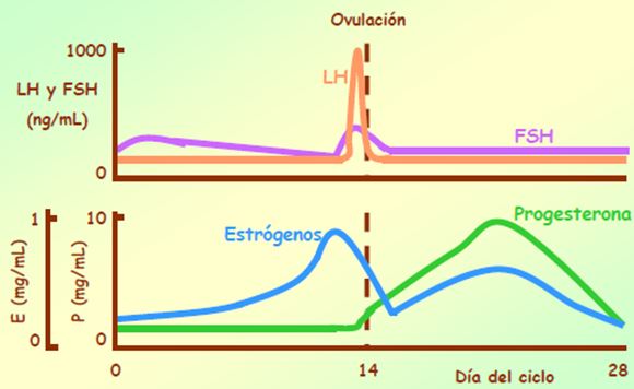 Hormonas durante la menstruación