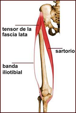 tendinitis_en_sartorio_f_CdM_2