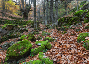 El Trail Gredos transita por unos lugares privilegiados. Imagen: Angel Parrón