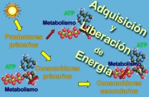 La fatiga: el enemigo del atleta