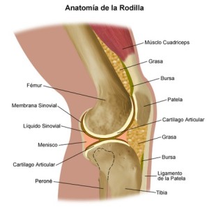 Tendinitis rotuliana y cartílago de tiburón